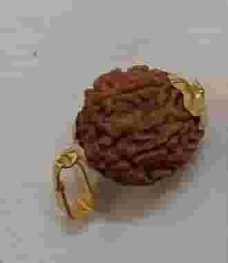 7mukhi Rudraksha